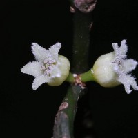 Strombosia nana Kosterm.